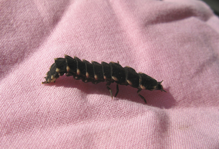 larva  da identificare